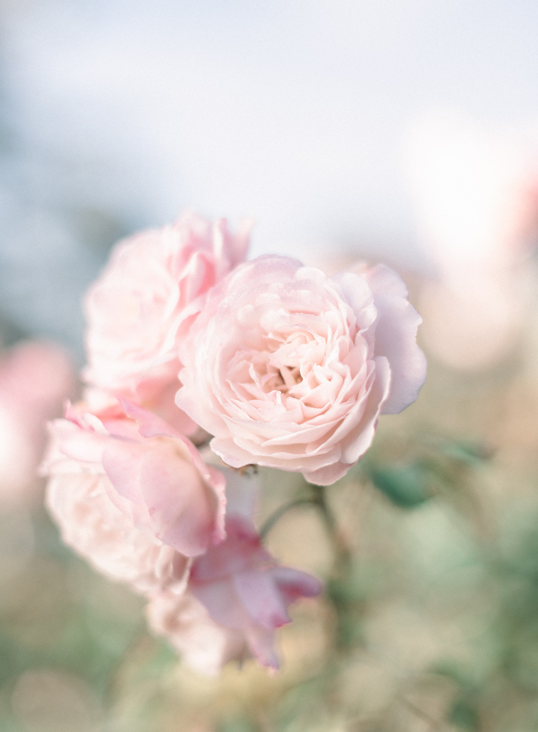 Beautiful pink roses