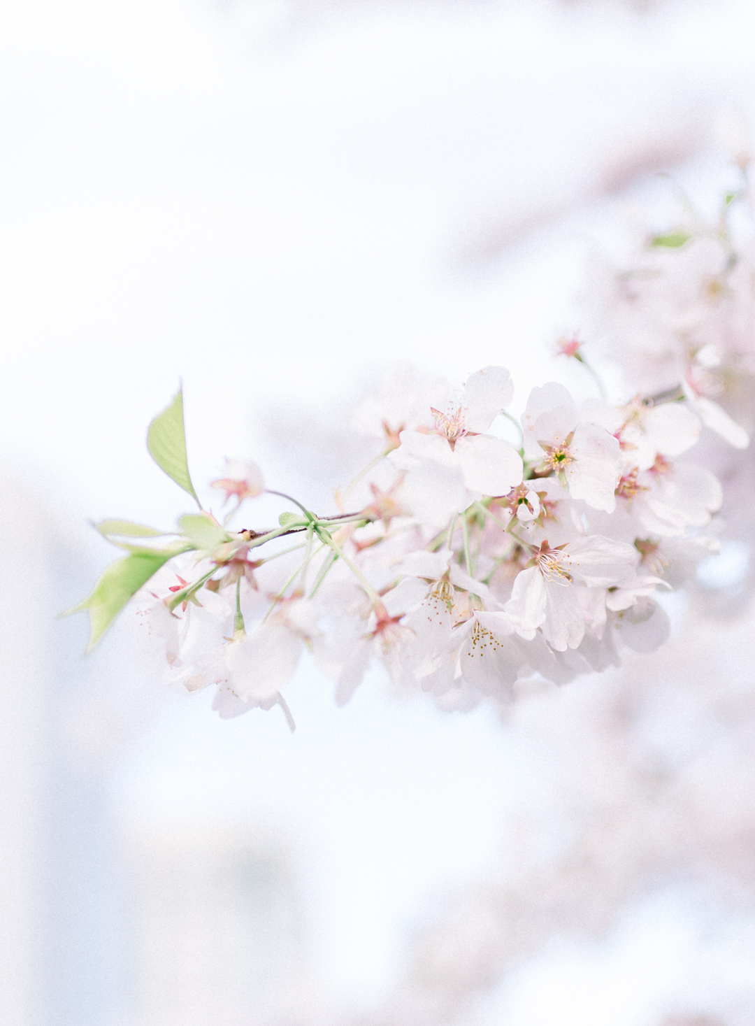 Vancouver cherry blossoms couples photos