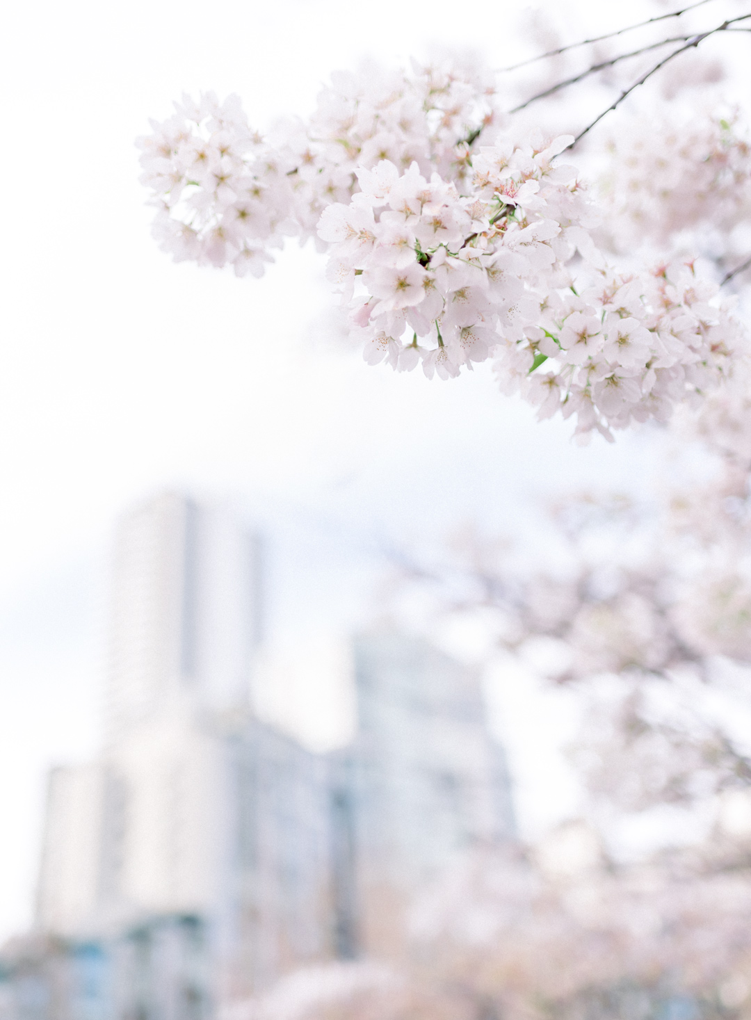 Vancouver cherry blossoms