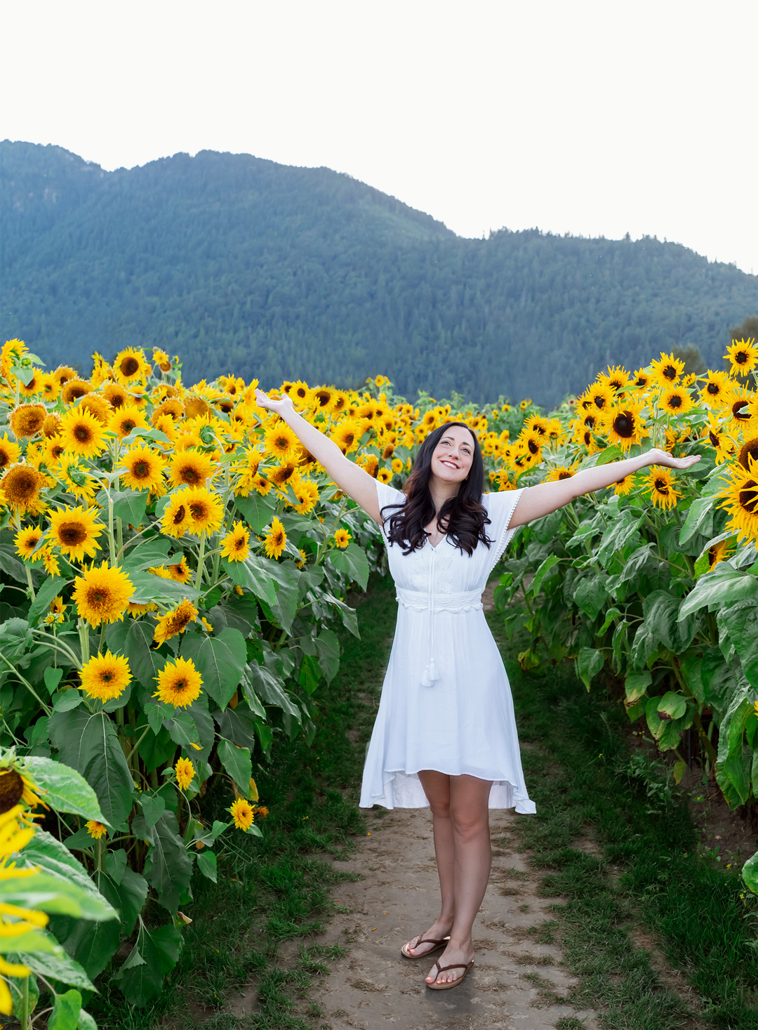Chilliwack sunflower festival