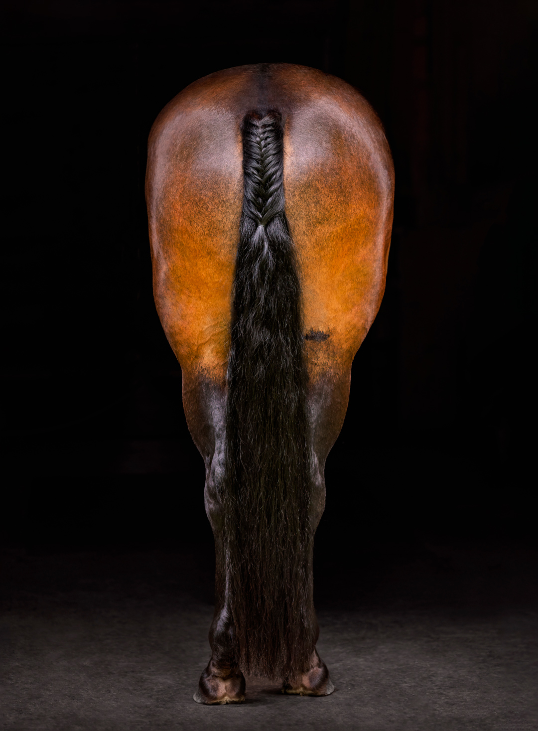 photo of a show jumping horses rear.