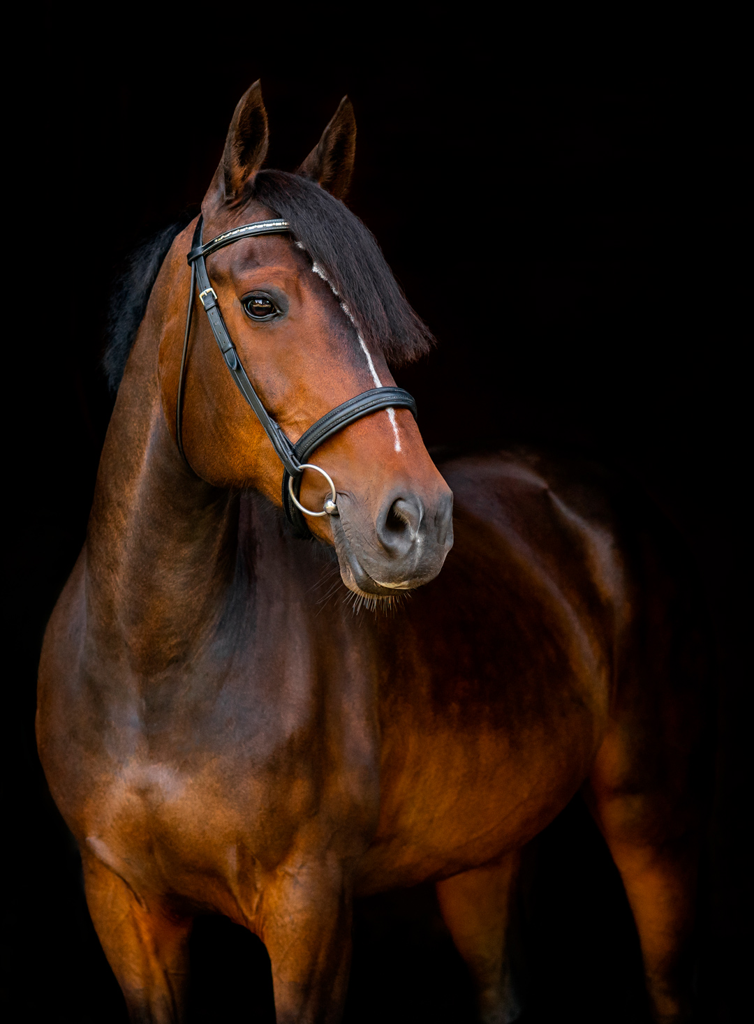 Bay Horse portrait on black background
