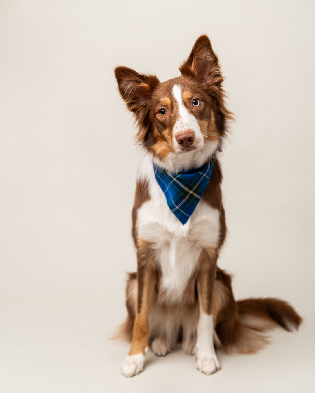 Studio photo of red border collie wearing a bandana