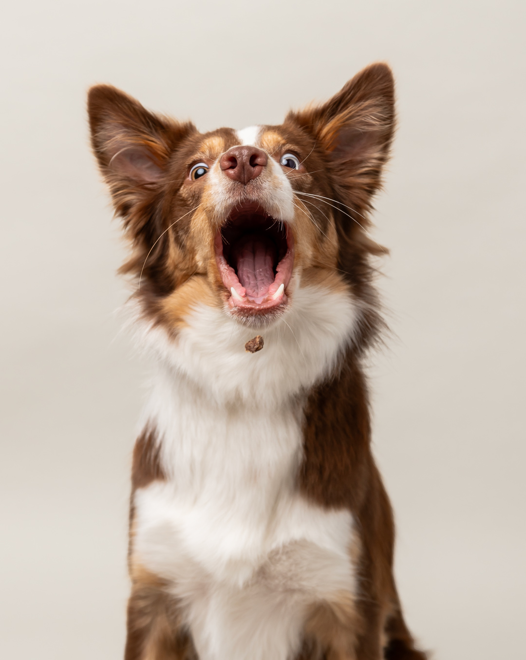 Studio photo of a dog catching a treat making a funny face