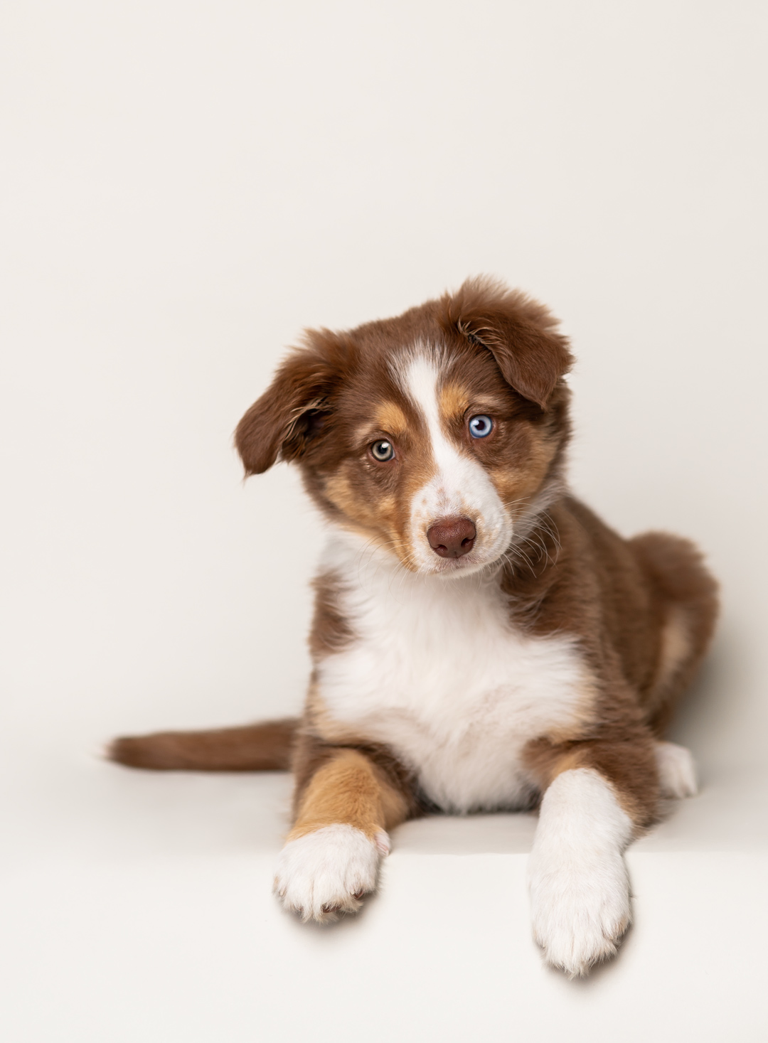 Cute 8 week old aussie shephard puppy with two different colored eyes.