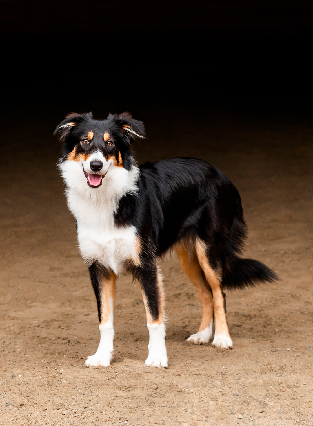 Young female tri color black, white, gold border collie.