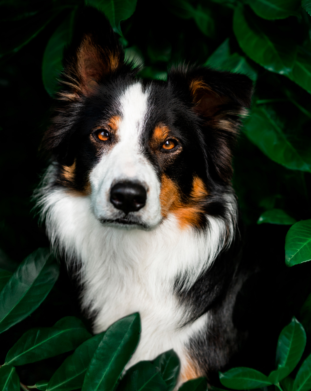 Outdoor moody pet portrait of tri color border collie in forest fern foliage