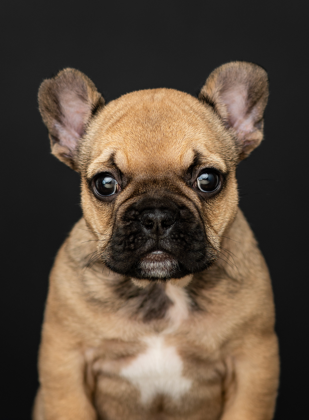 mug shot of a pug puppy