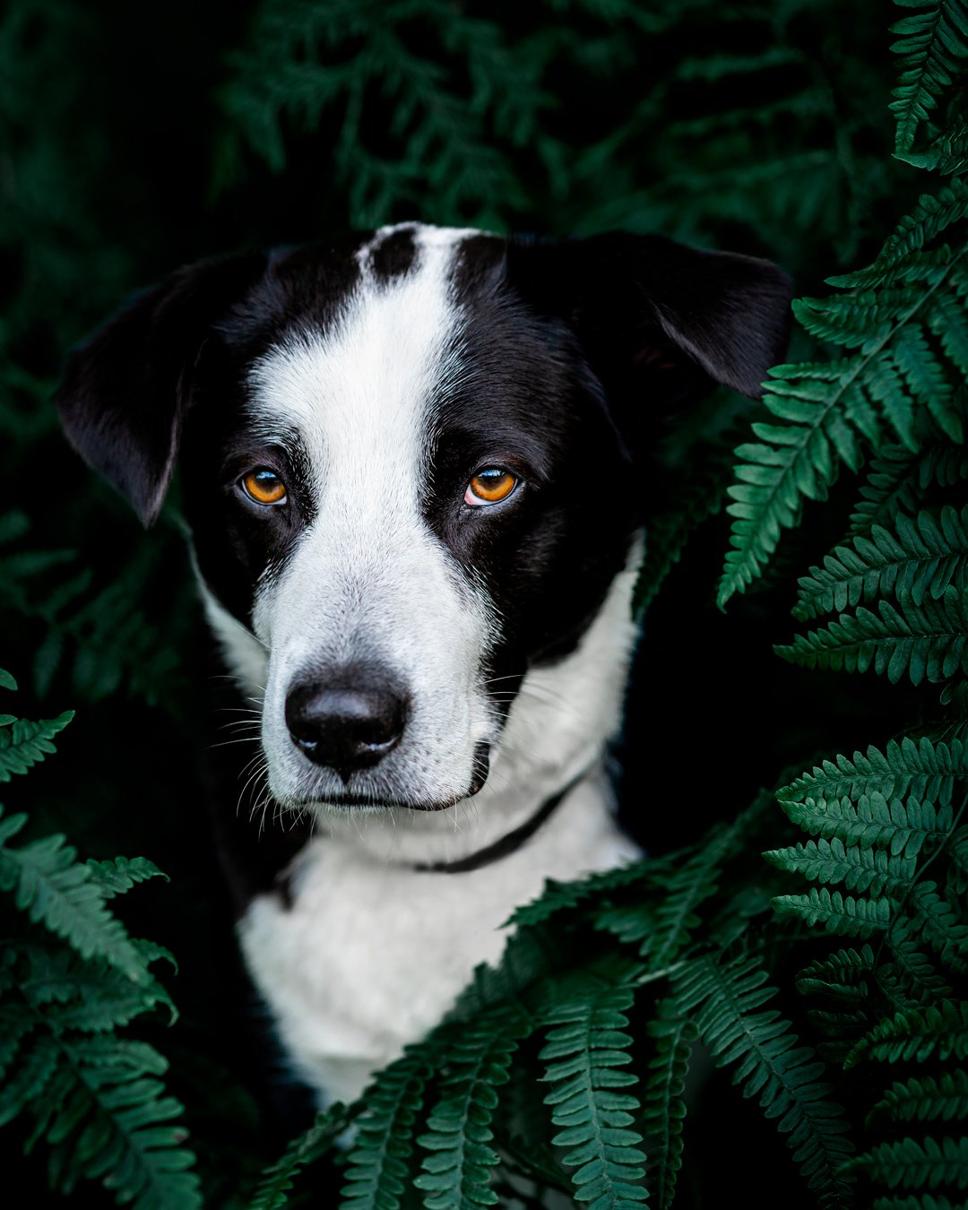 Outdoor moody pet portrait of black and white dog in forest fern foliage