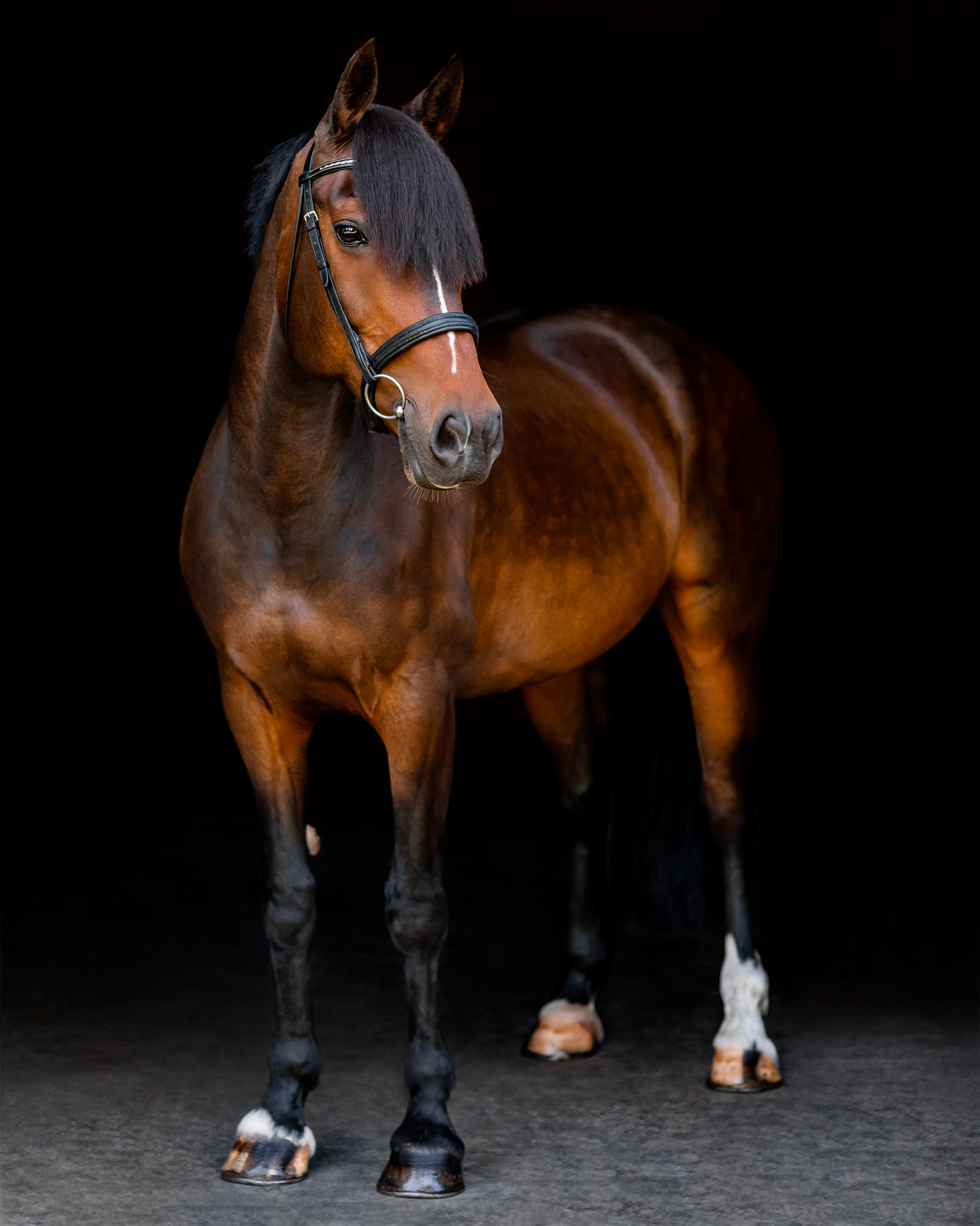 Black background equine portrait of a thoroughbred cross horse.