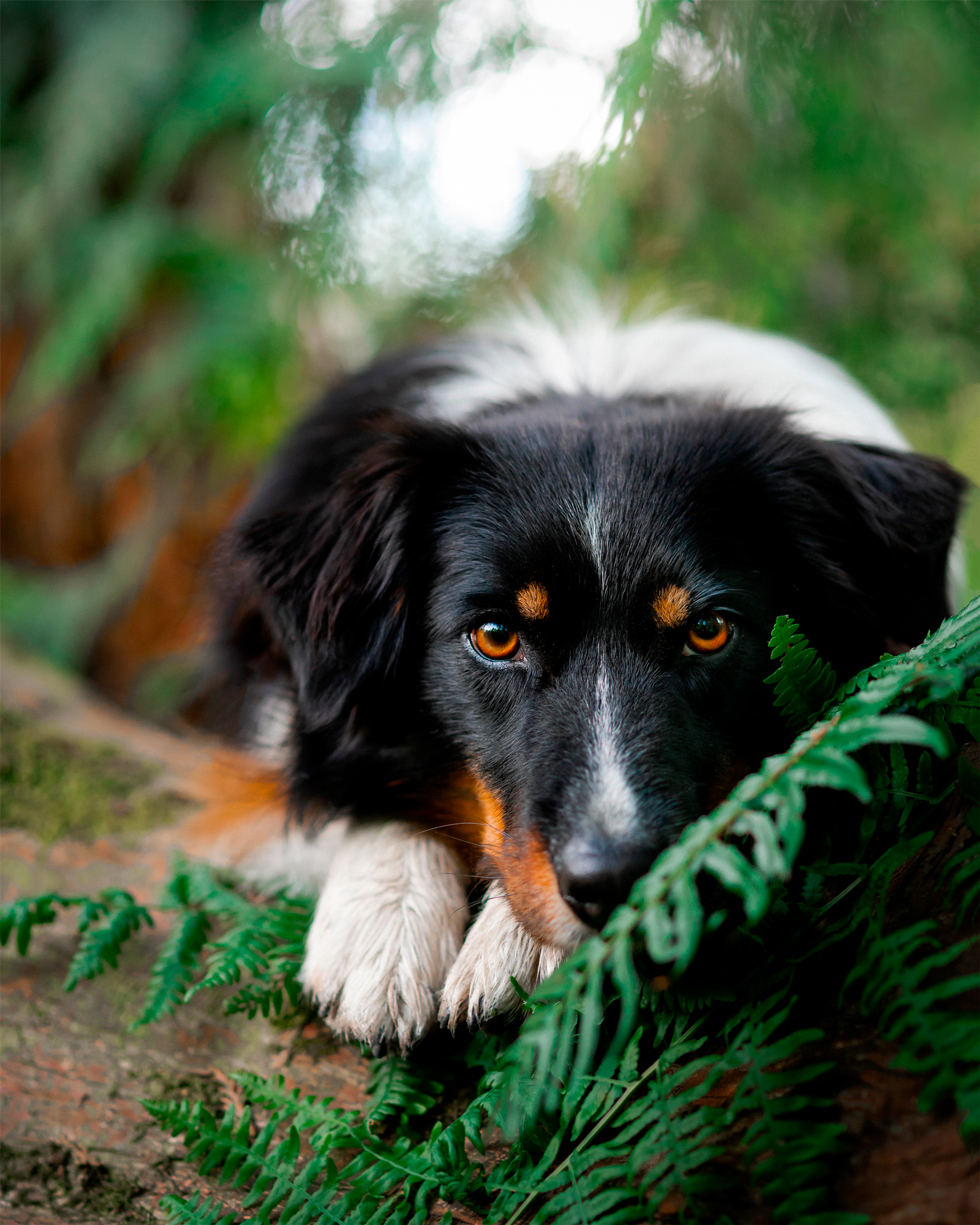 outdoor portrait of tri color border collie
