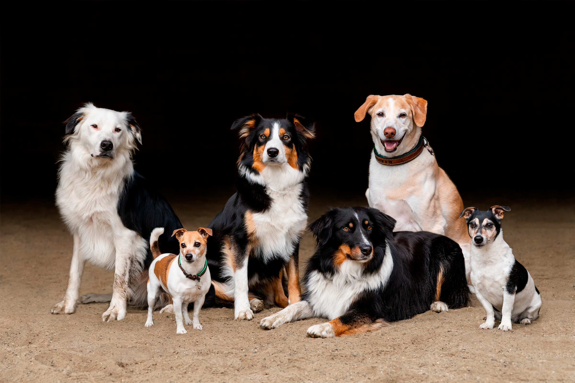 Group pet photo of 6 dogs, border collie, lab and jack russells.