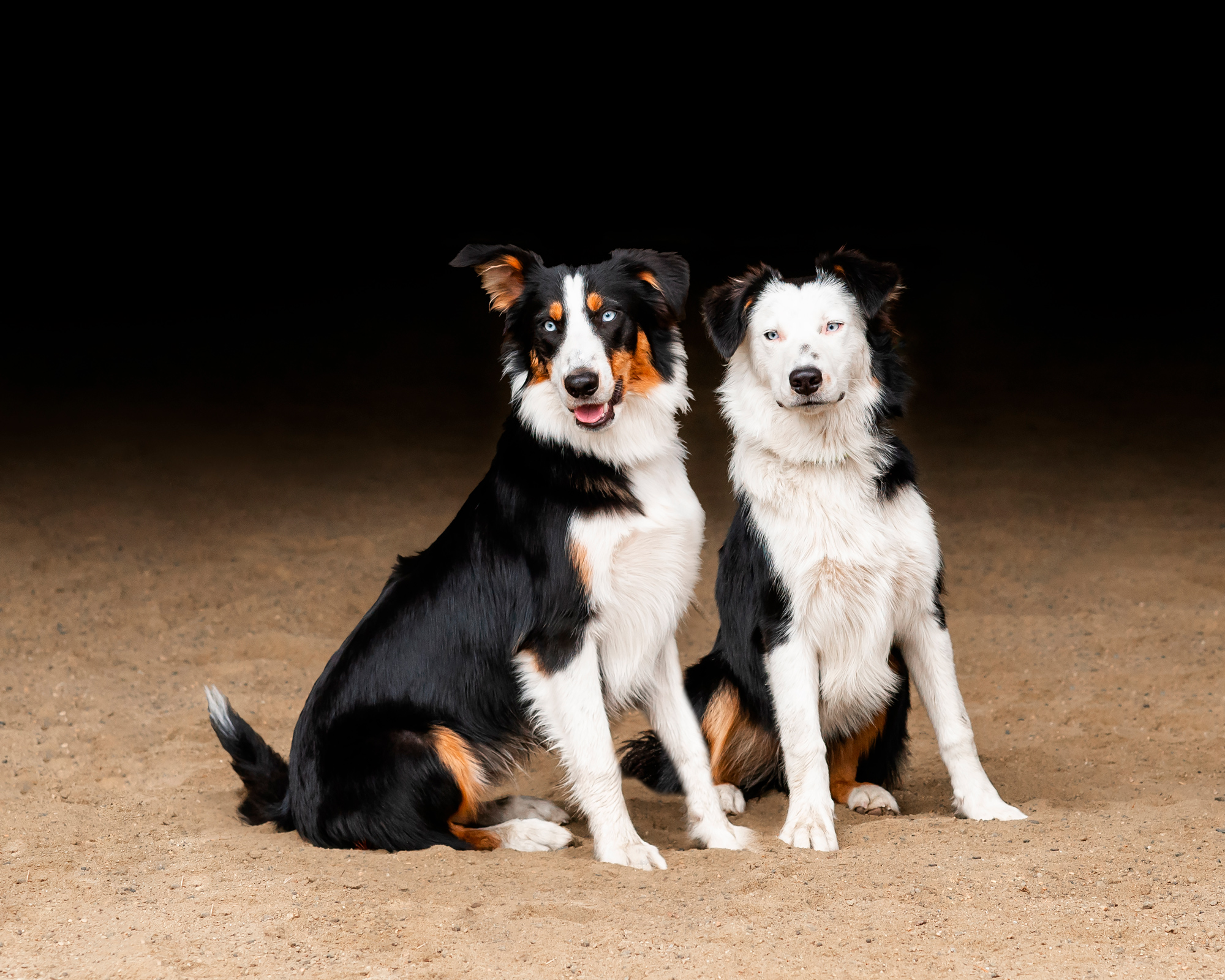 Photo of two border collie puppies 6months old.
