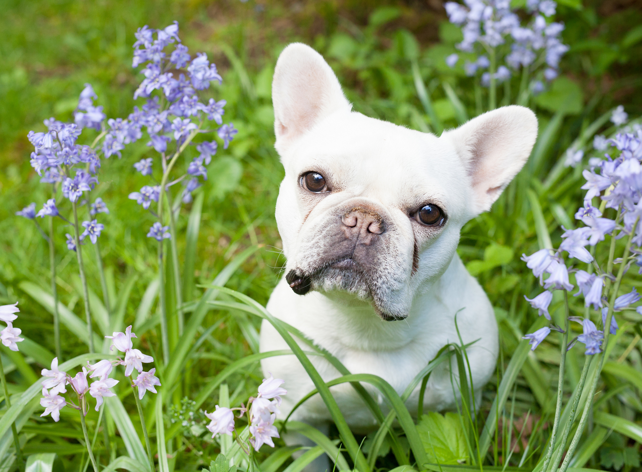 Cute white french bulldog photo sitting in a field of purple flowers